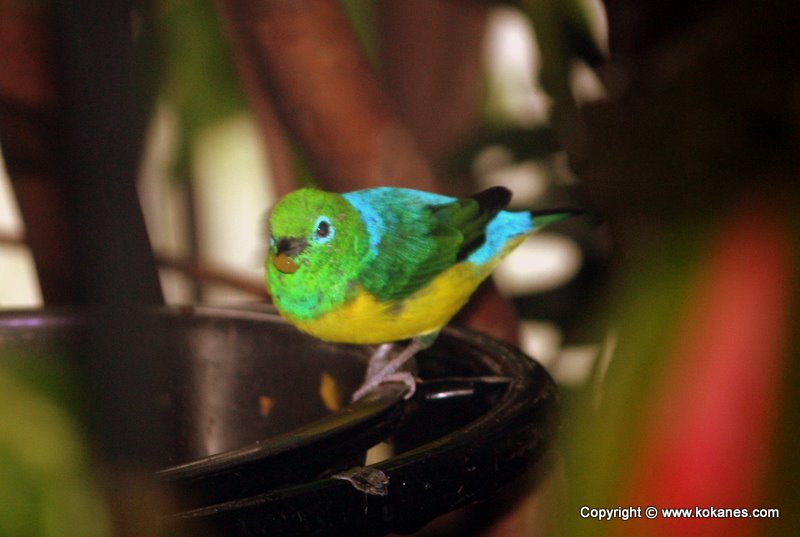 Golden-browed Chlorophonia